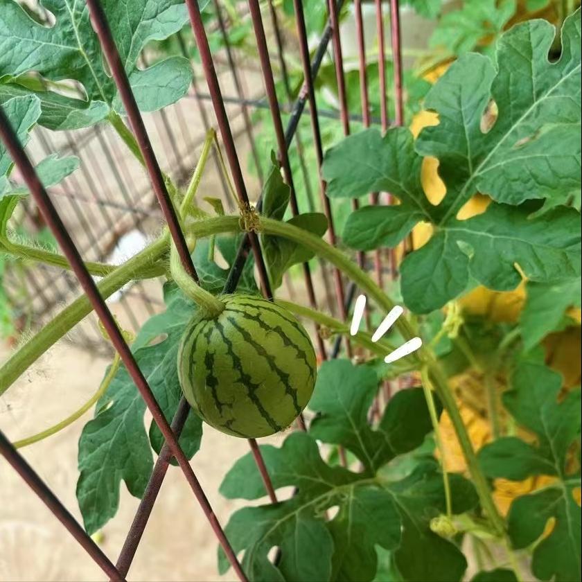 西瓜叶子卷缩的原因和有效处理方案