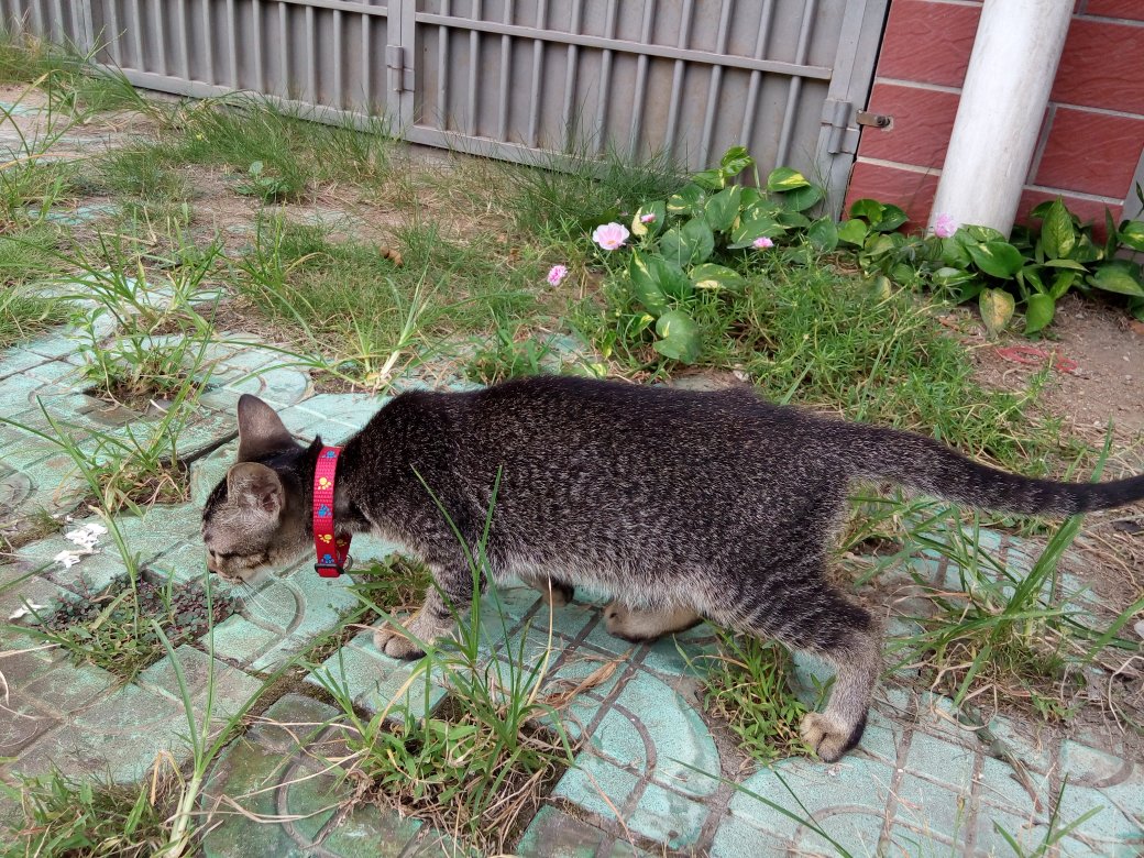 家猫狸花猫流浪后还能存活吗,狸花猫被前主人弃养不吃不喝