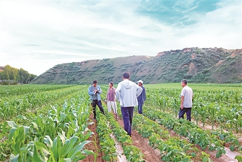 农业生产托管的可行性,农业生产托管试点