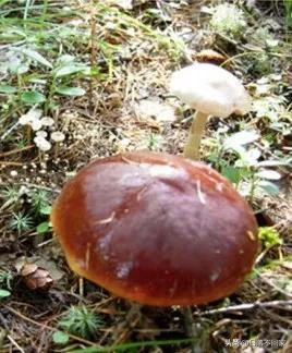 北大荒往事：猎人邻居姜叔同我讲猎杀黑熊，一个细节让他放下*器武**