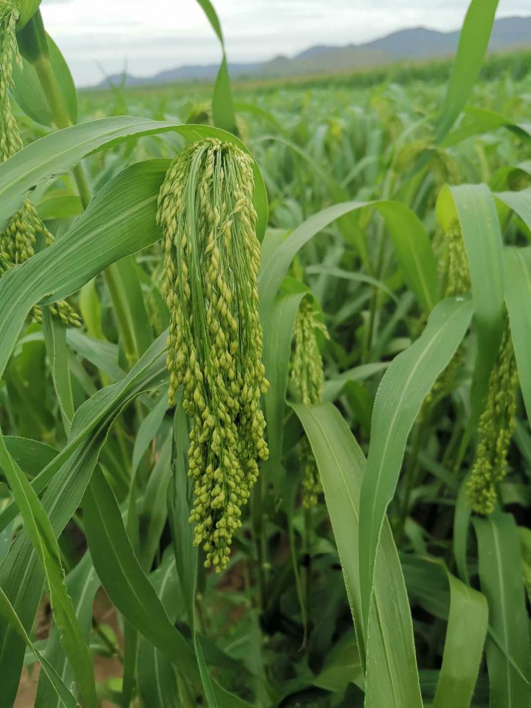 我的1997小说大结局,我的199716集解说