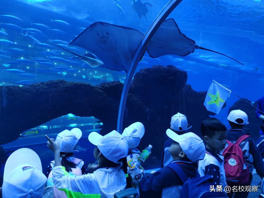 蔚蓝做苍穹，鱼儿变繁星！新川学子，走进浩海立方，探秘无限海洋