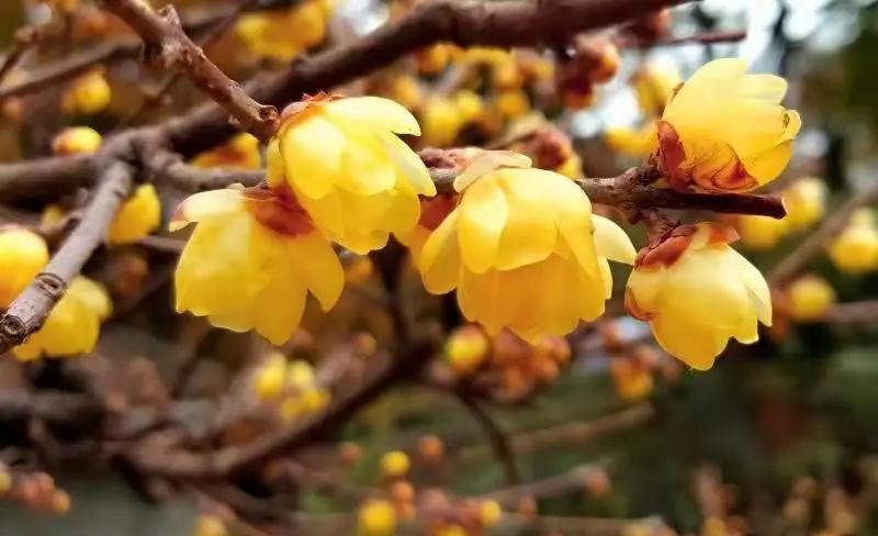 这个季节去哪里玩最合适昆明周边,昆明周边过年旅游推荐