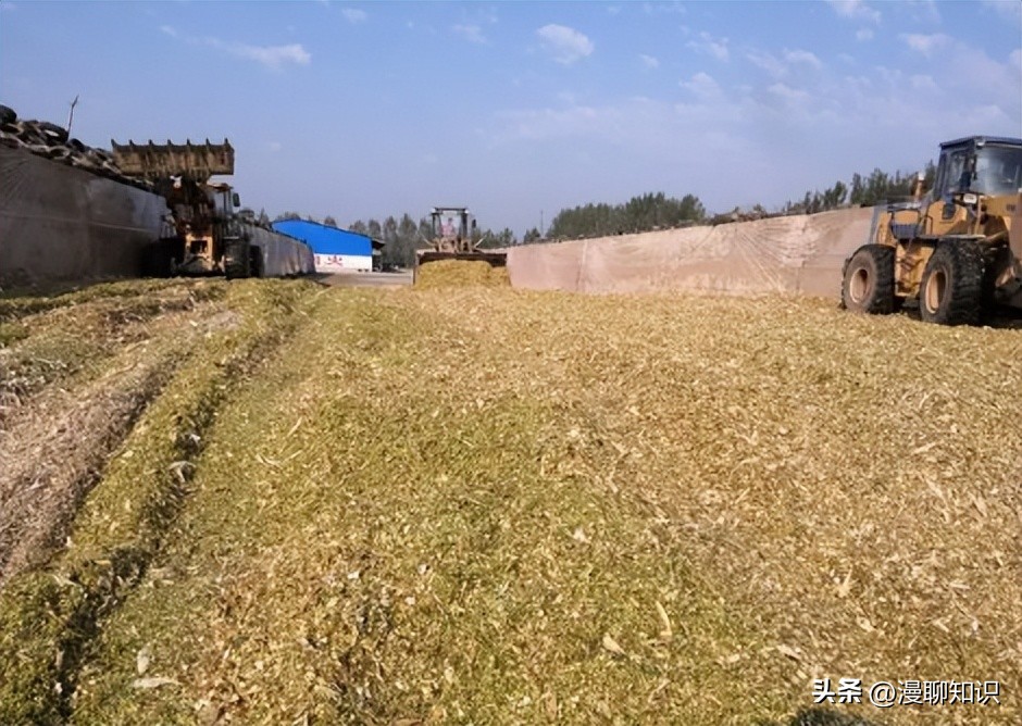 象草与巨菌草的生长范围,柱花草介绍