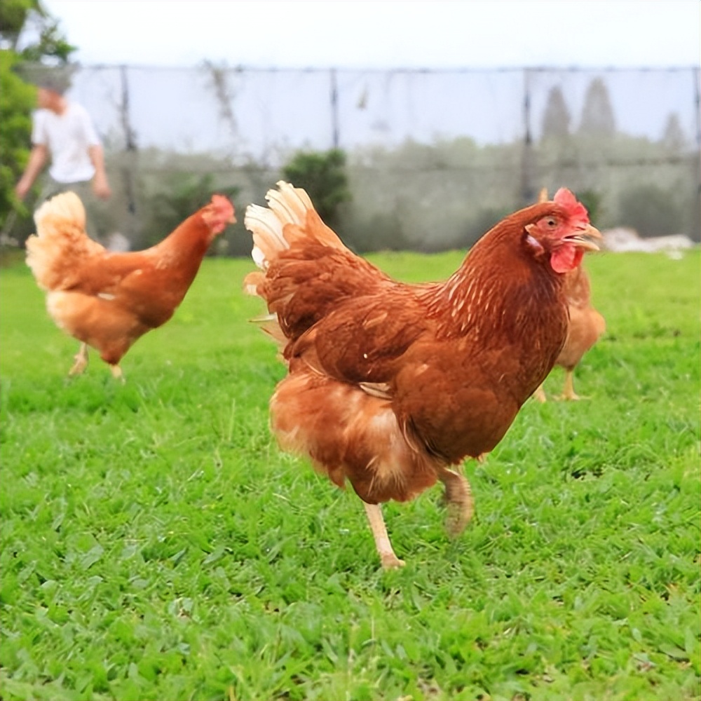 鸡反复拉稀怎么治疗,鸡拉稀鸡呼噜