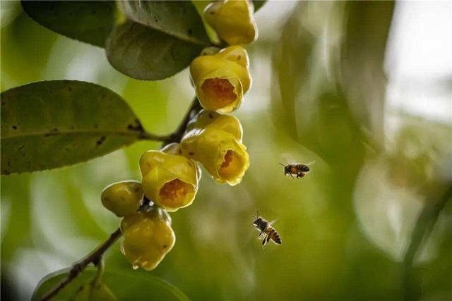 最名贵的十种花卉名称及图片大全,既好养又值钱的花卉