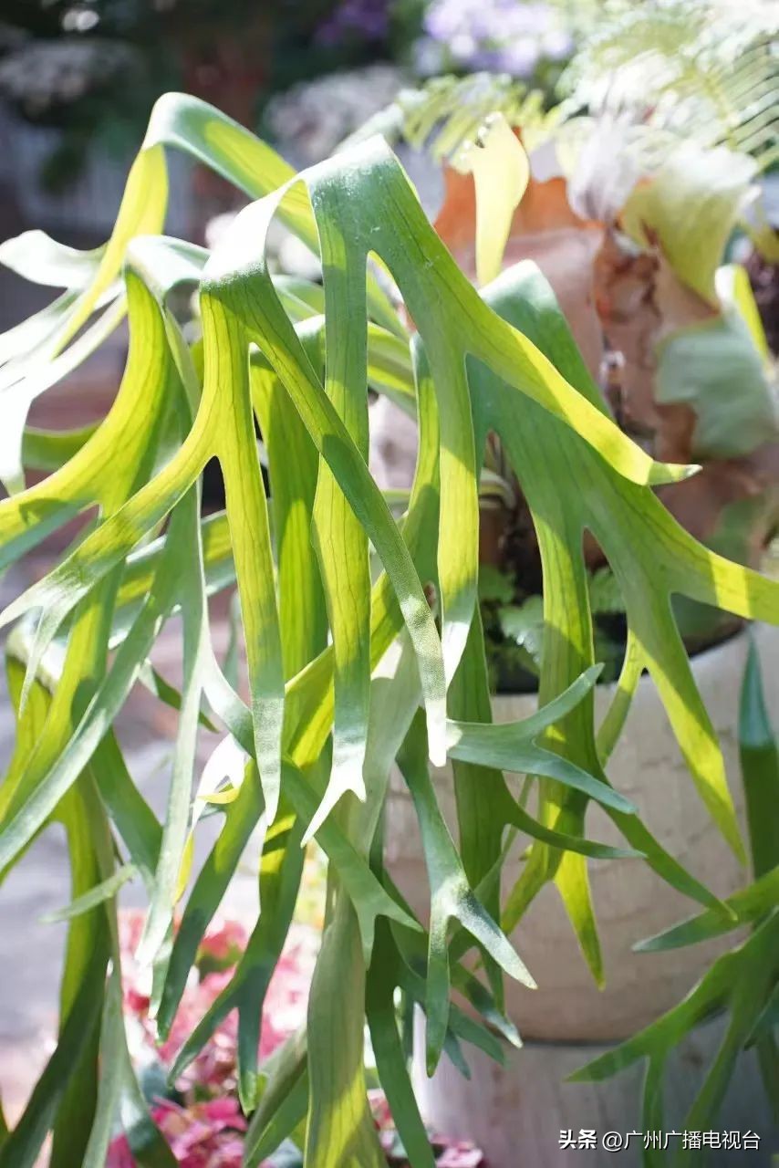 2023年全国兰花展预告,世界上最好看的兰花展