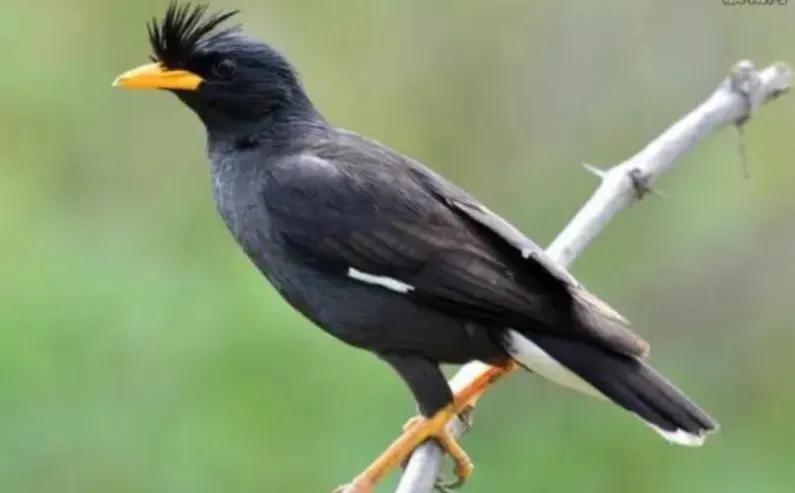 想让八哥学说话其实很简单,让八哥说话要做什么