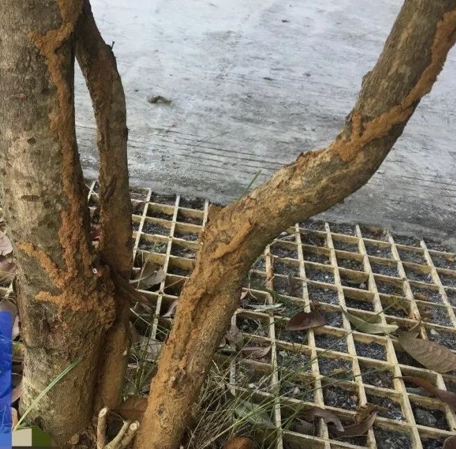 白蚁哥十年经验分享：如何判断家中是否已经被白蚁入侵？