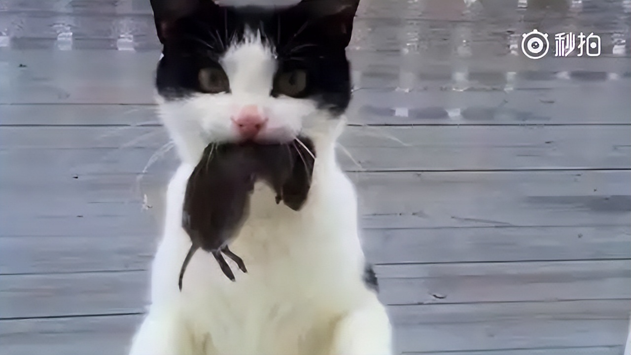 猫咪翻译器,猫咪冷知识大全集