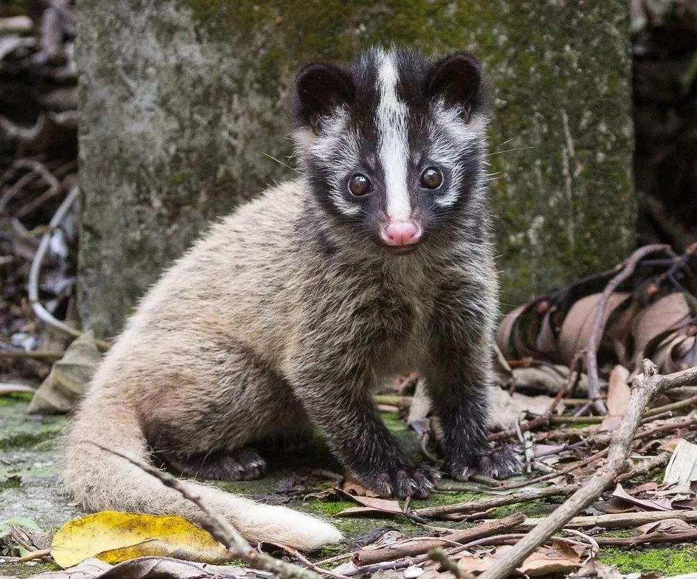 小灵猫深圳,深圳小灵猫