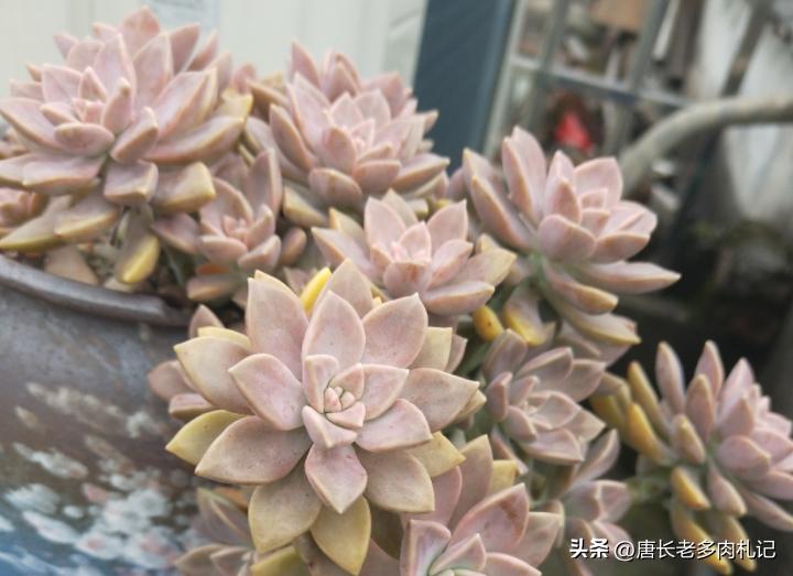 多肉阿伦怎样养护,夏天不怕晒的多肉品种