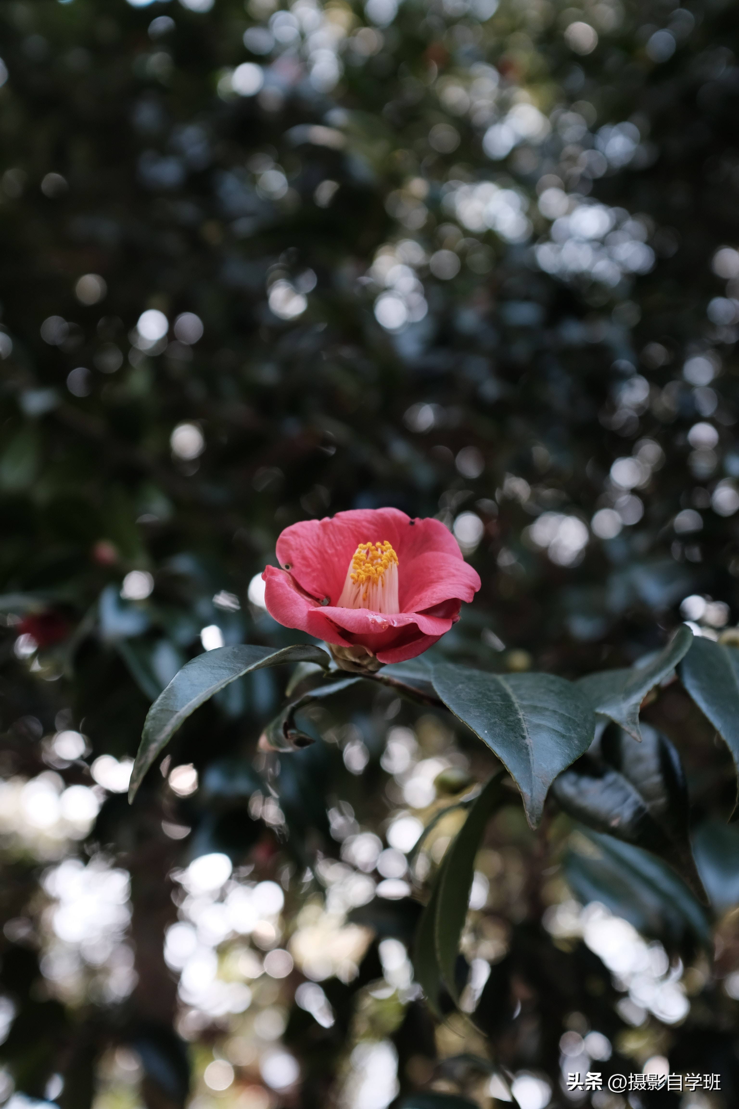 5个拍花朵的手机摄影技巧,手机拍摄花卉教你4个拍摄角度