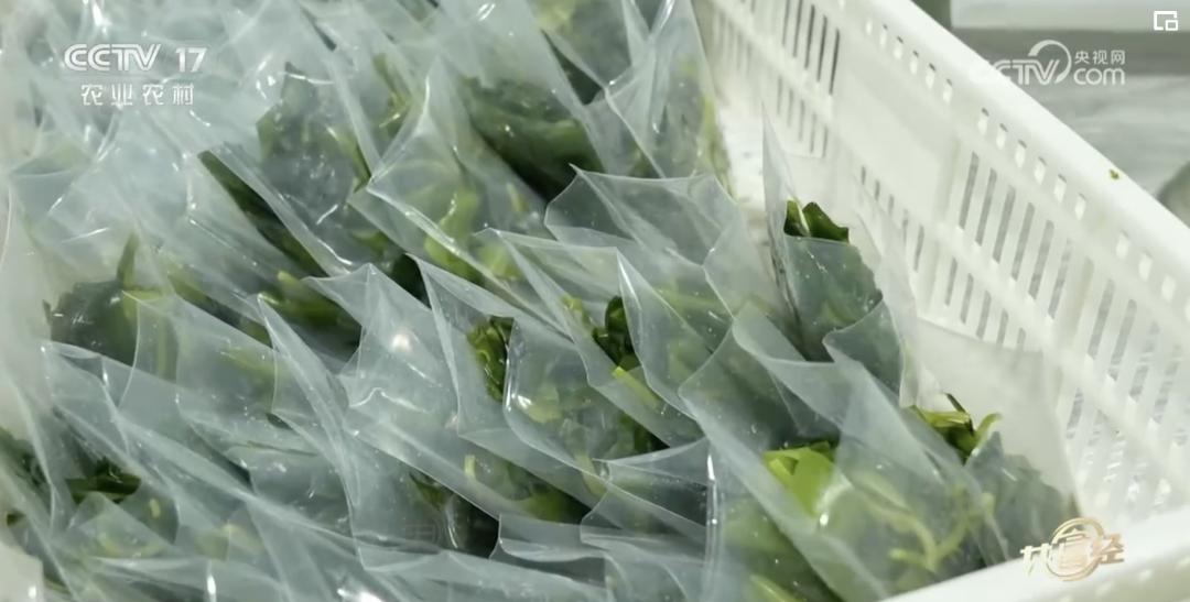 看似不起眼实则很赚钱,养殖场一年能赚多少钱