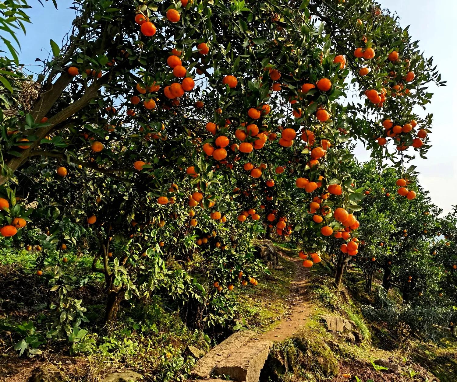 江津艾坪山公园,天河区爱情山