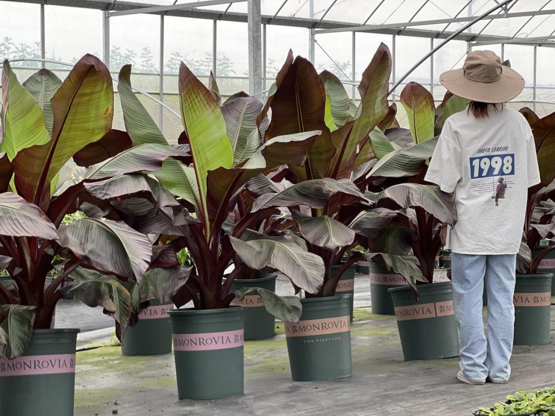 农产品网络电商怎么销售,园艺电商怎么做好销售的