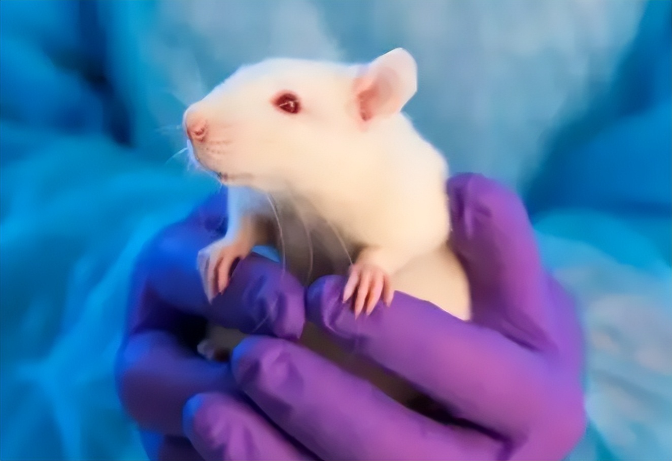 人兽真能杂交？日本批准“人兽杂交嵌合体试验”，福音还是灾难？