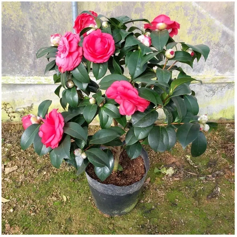 过年家里要养什么花才会好运,什么花适合过年北方养