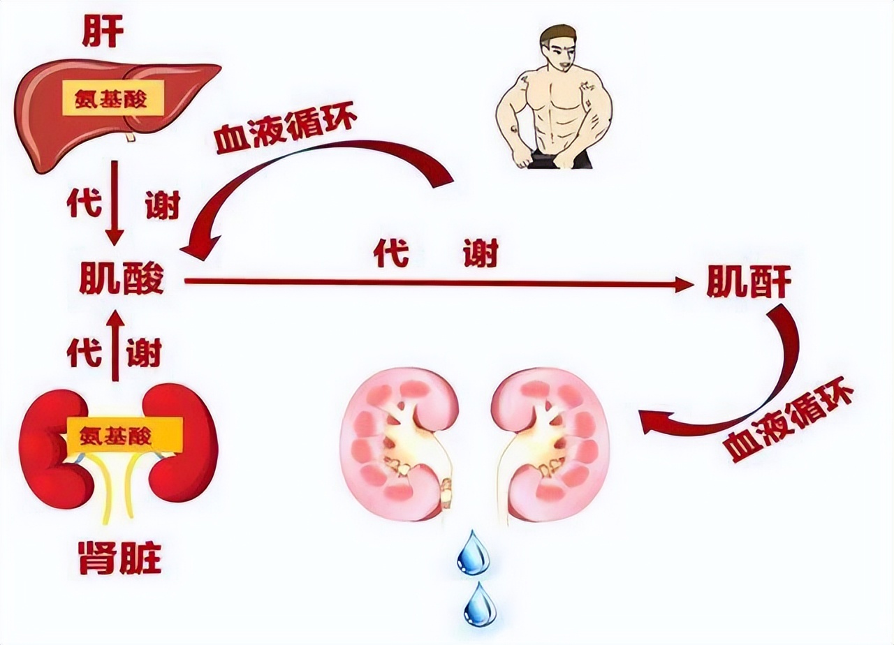 肌酐高是肾病的前兆吗,肾衰肌酐700以上尿毒症的症状