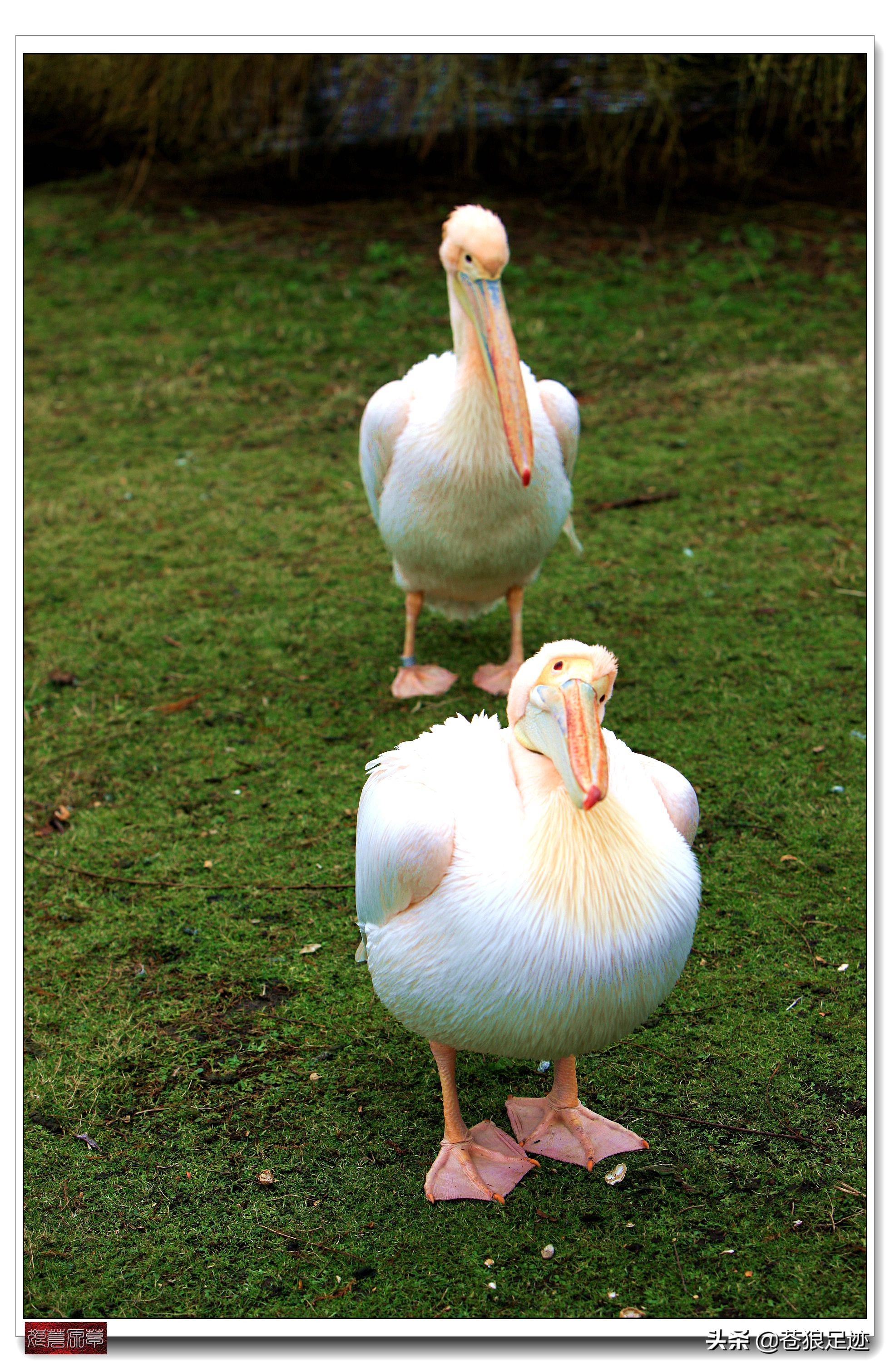 英国海德公园全景,英国皇家园林海德公园