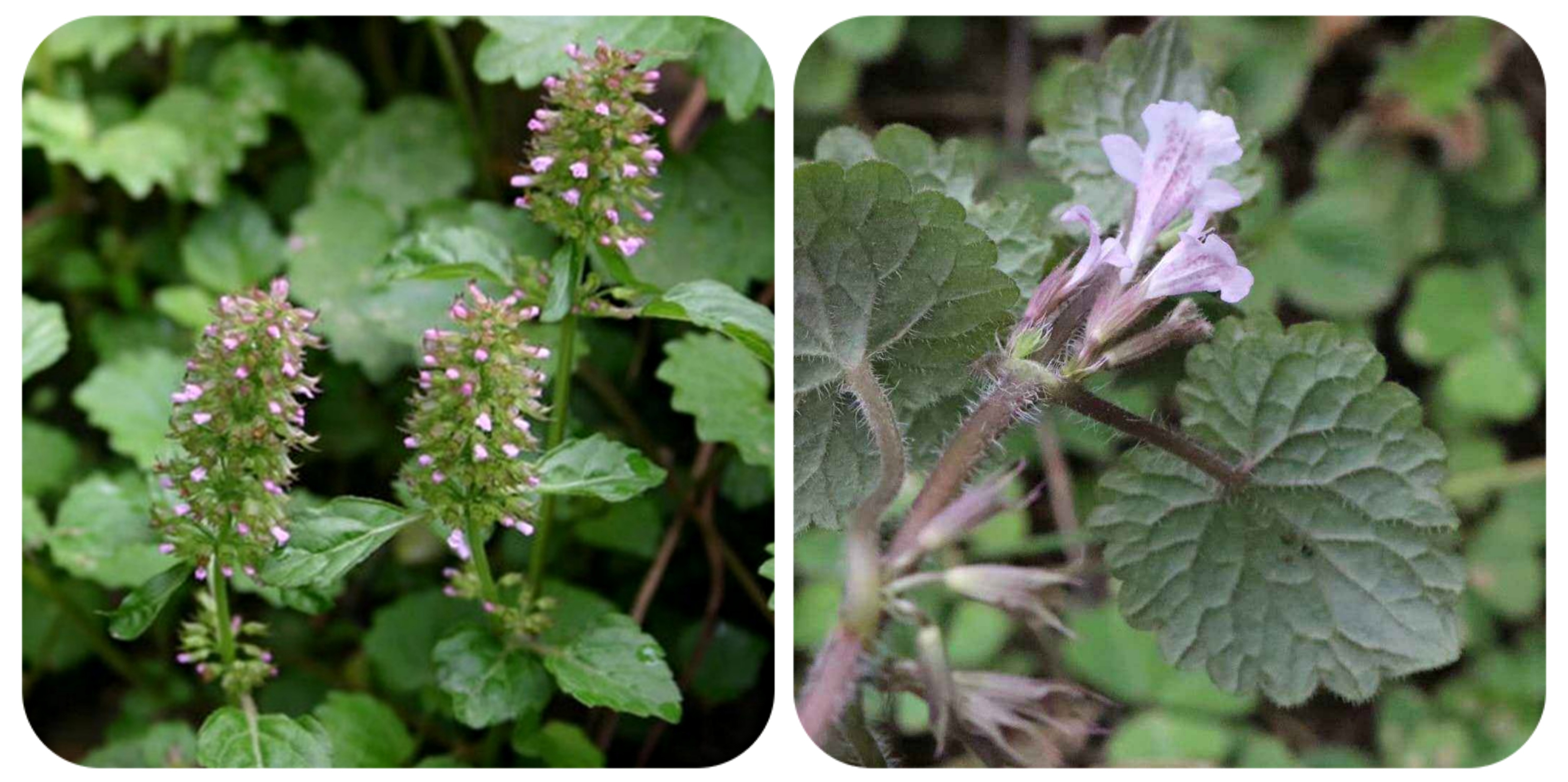 清明期间开的野花有哪些,清明节野花