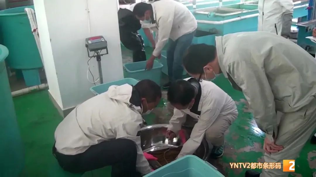 云南86种土著鱼实现人工驯养繁殖,云南土著鱼人工繁育