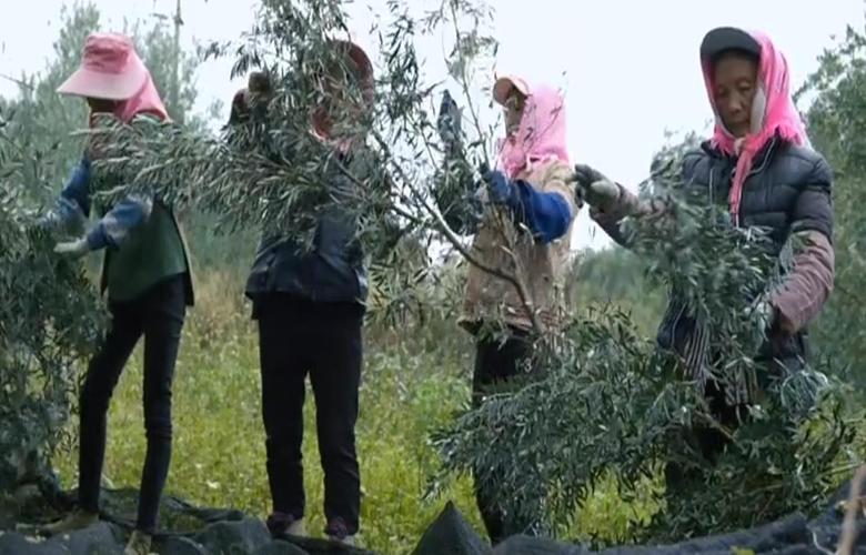 丽江程海之滨：万亩油橄榄装饰了我的梦