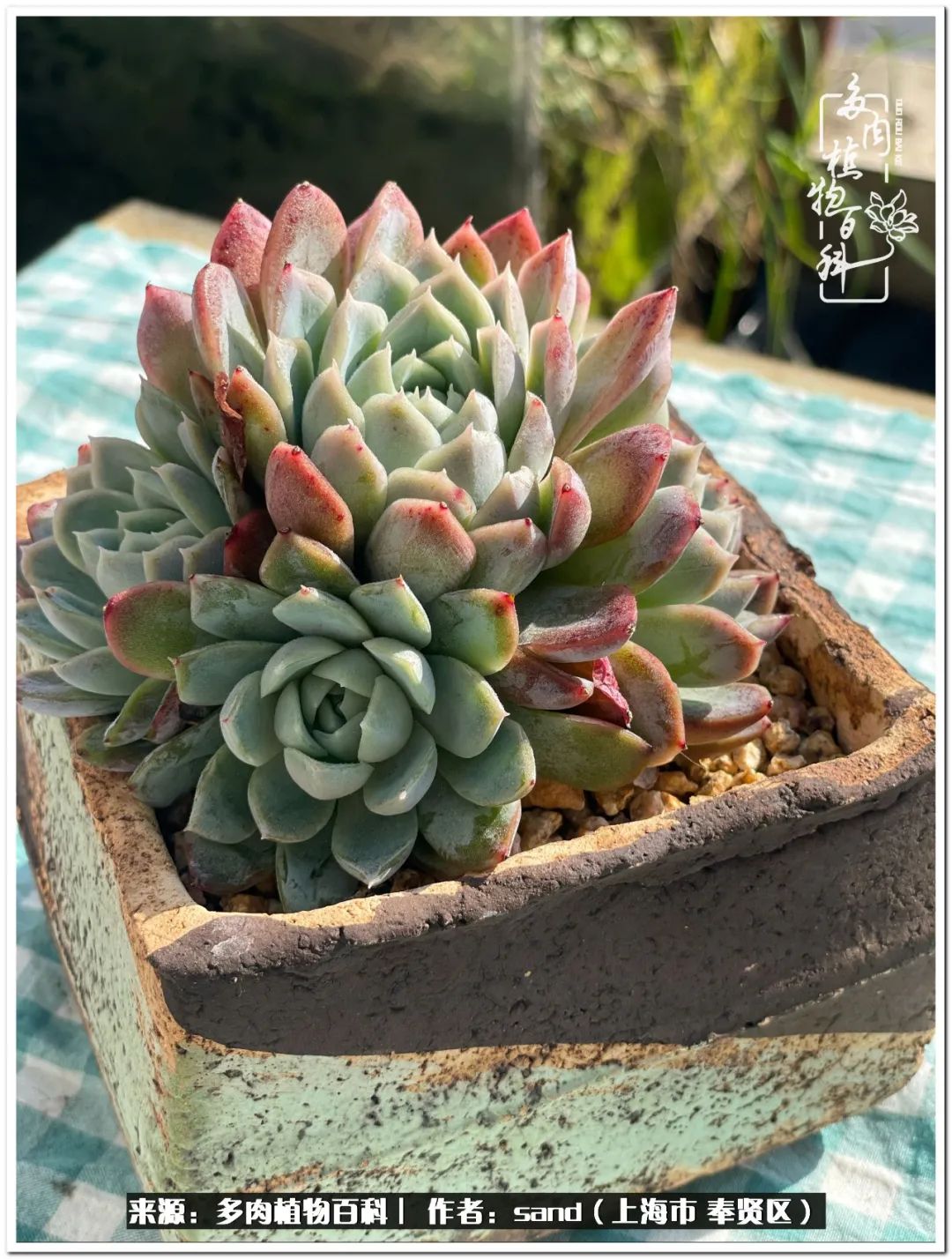 养点花草给生活添点乐趣,养点花花草草心情自然会好