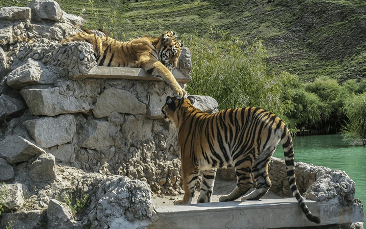 老虎领地的真相,老虎领地数百平方公里