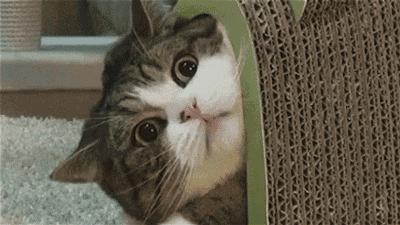 “猫咪发情，可以用棉签帮它爽爽吗？”