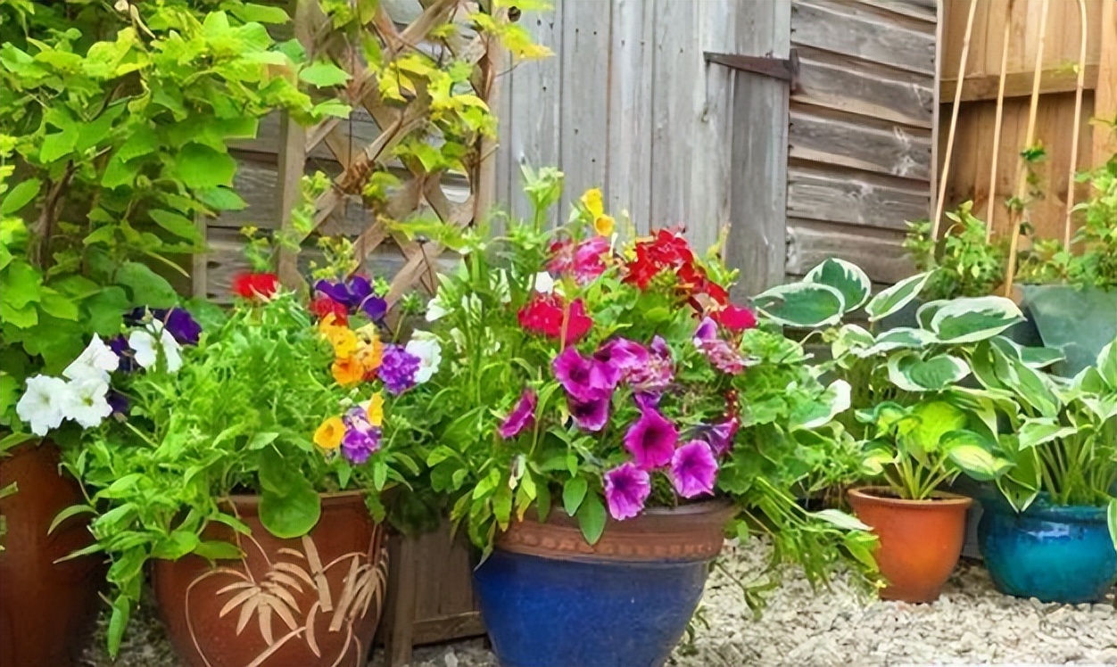 十大适合懒人种植的花,适合家庭种植的观赏花