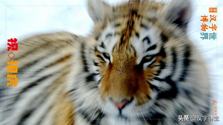 虎年带虎的成语,搜集有关虎年的成语十则