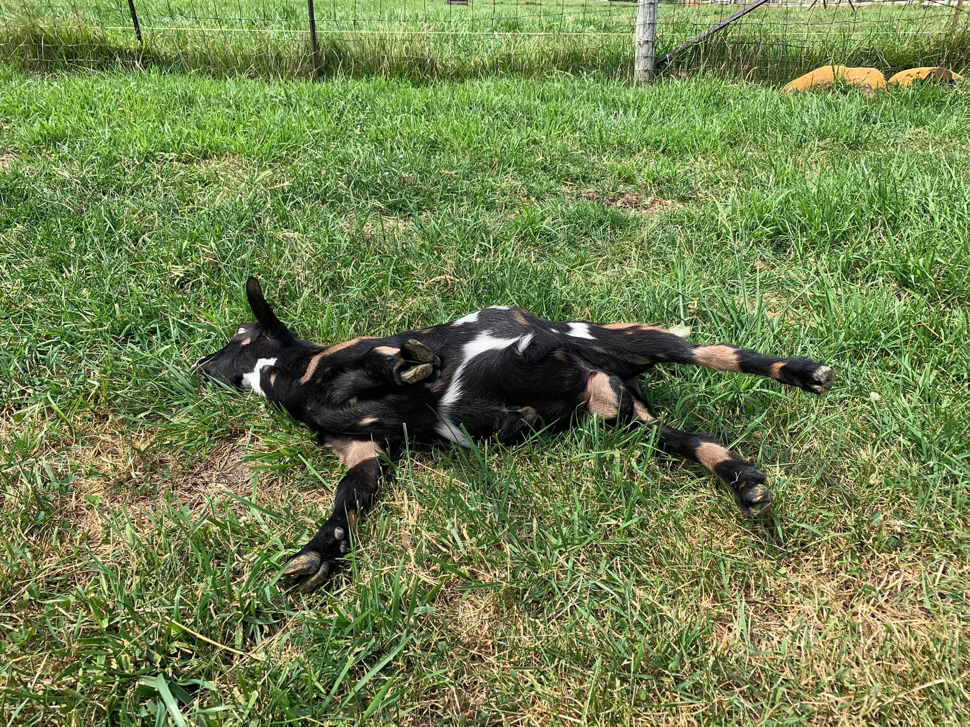 晕倒羊为什么现在还没灭绝,国外当肉吃的羊驼