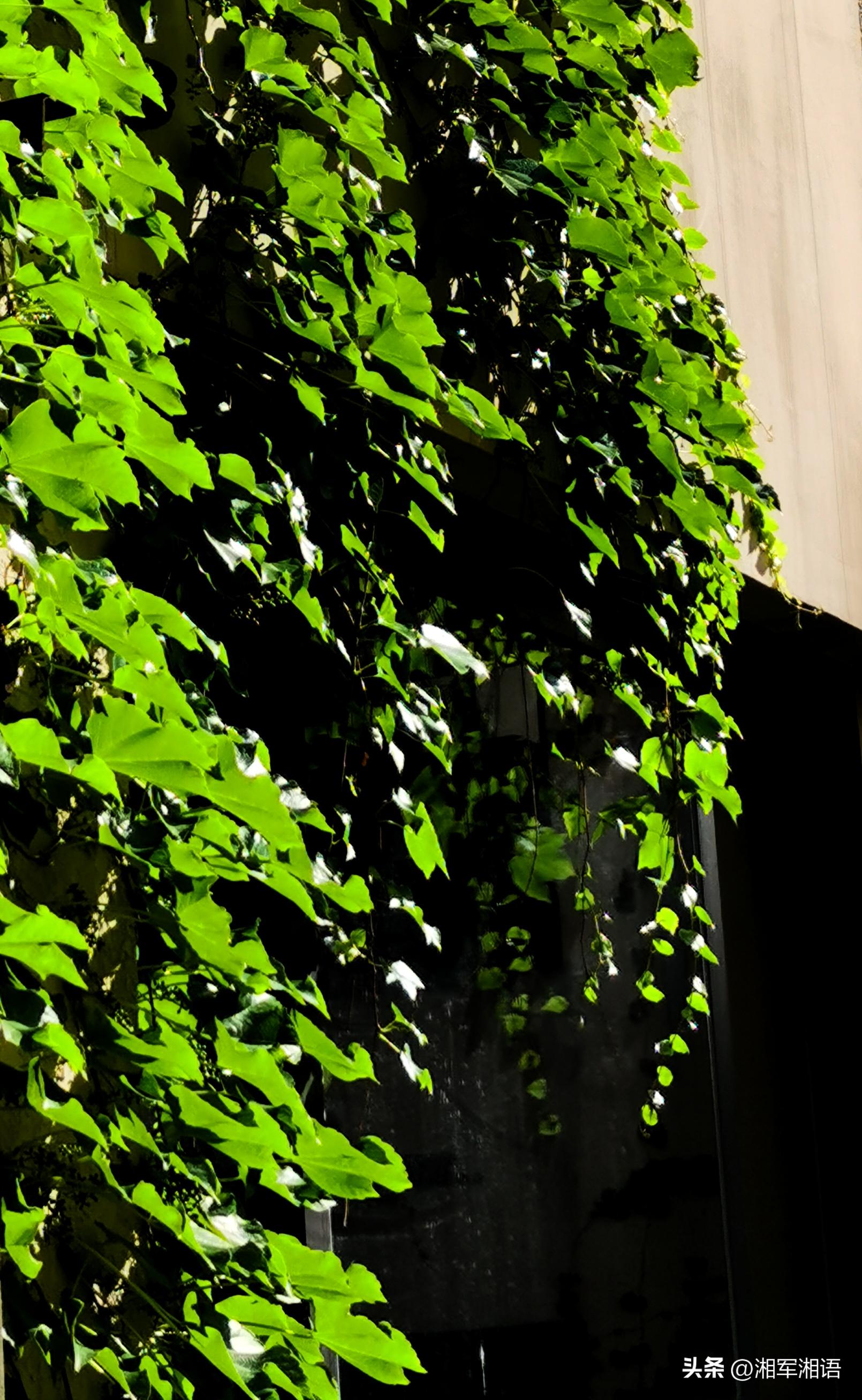 苏清闲说｜爬山虎的力量