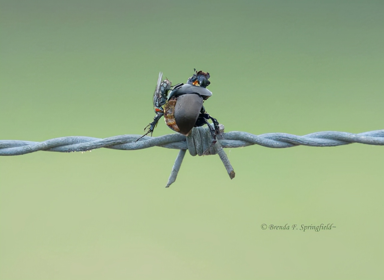 真实大象的照片,在野外拍到的真实大象