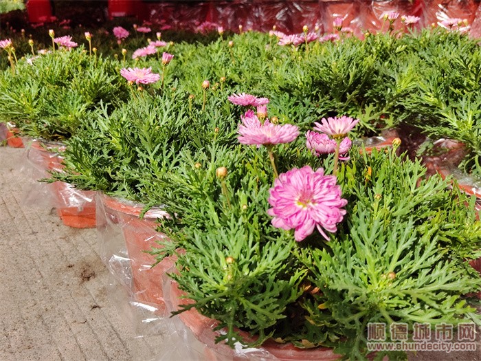 逛花街视频,逛花街的视频