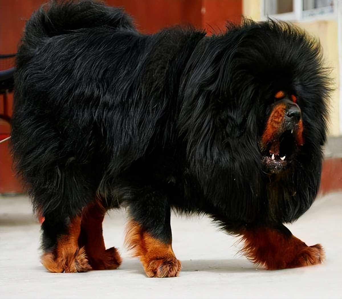 哪些狗狗在禁养名单上,狗狗限养规定