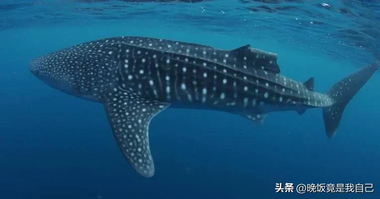 鲨鱼的鱼翅在哪里长出来的呢,鲨鱼鱼翅还能长出来吗