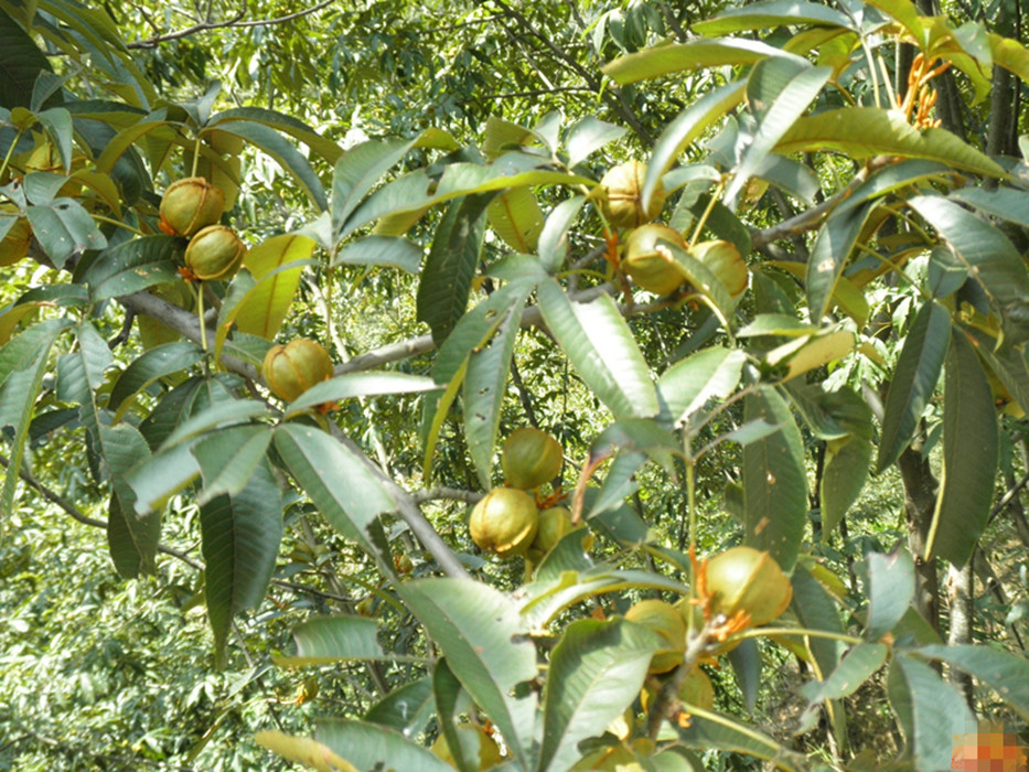 种植仙草一年收入,云南农民种仙草致富