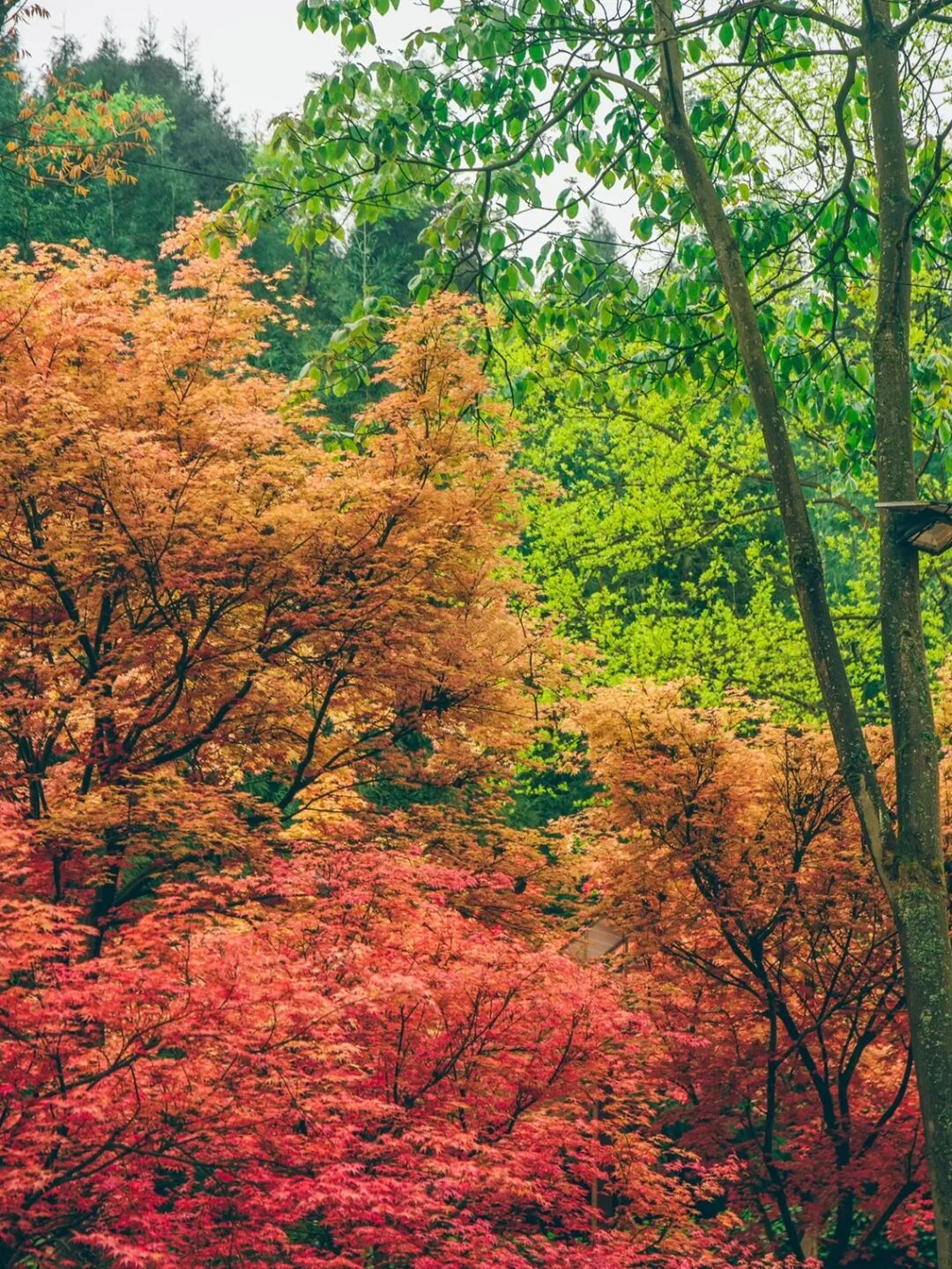 成都玫瑰花溪谷旅游攻略,成都玫瑰谷游玩攻略