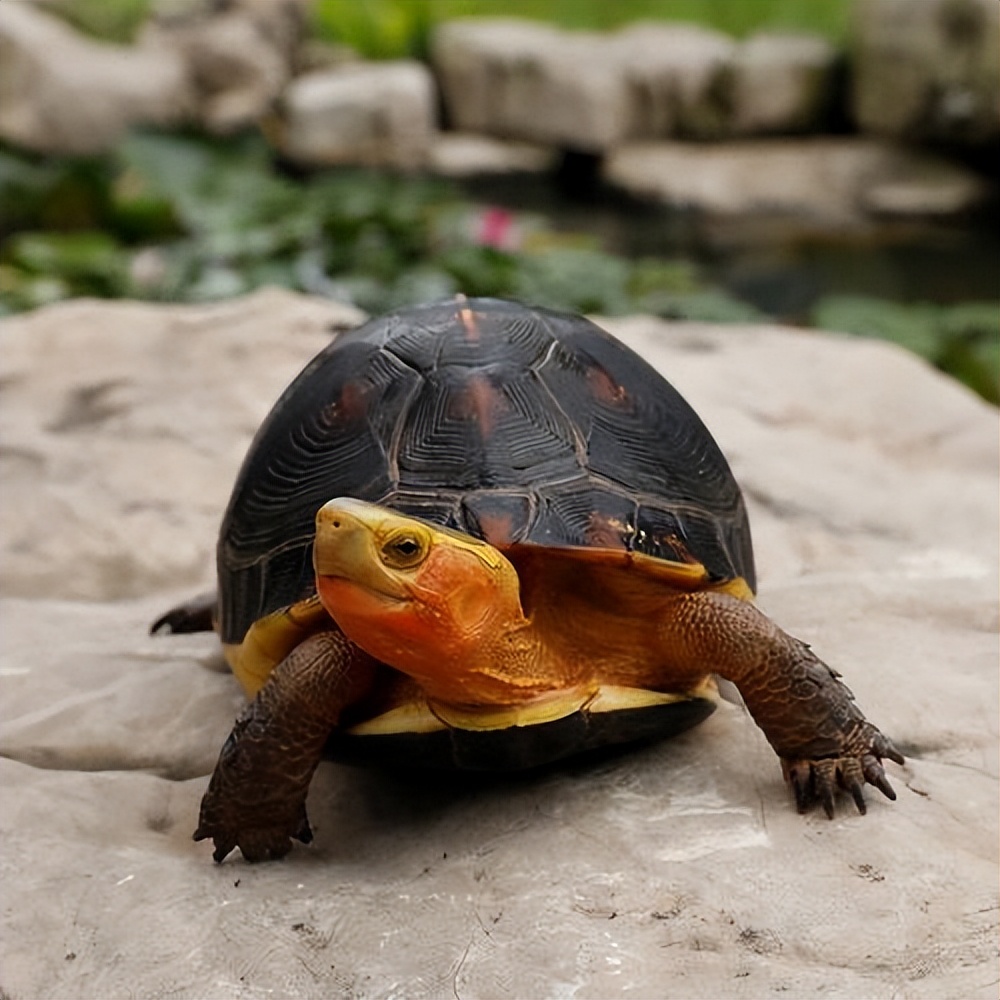 观赏龟品种大全及图片,观赏龟的种类和介绍大全