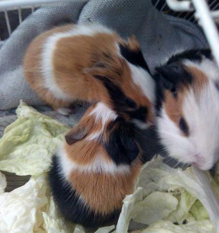 刚出生的荷兰猪怎么去照顾它,怀孕的荷兰猪要单独养吗