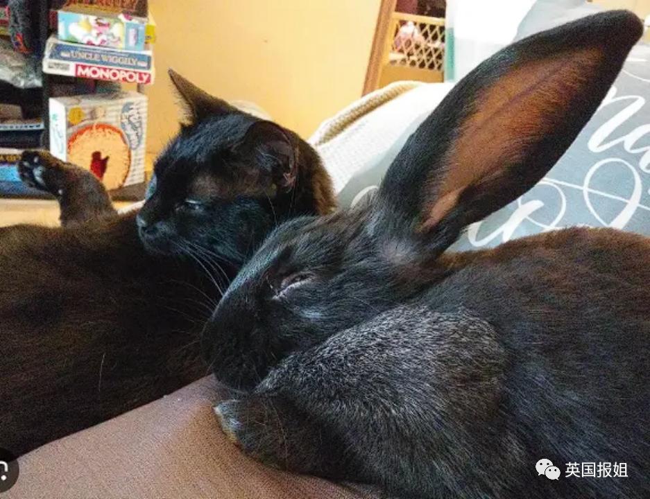 你知道世界上最大的兔子有多大吗,世界上最大的兔子吉尼斯纪录