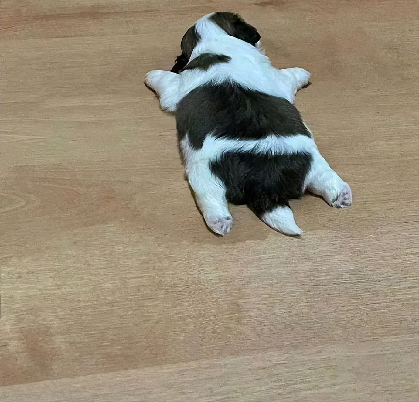 一滩小狗饼！这是摆烂的可爱修勾！