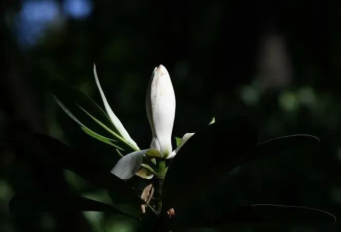 因为娇气和“作死”......它把自己活成了“植物界的大熊猫”