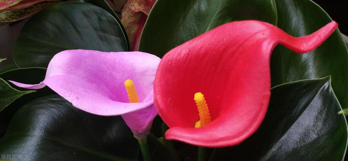 爱到心碎爱到无力是什么歌的词,爱到心碎爱到无力是什么歌