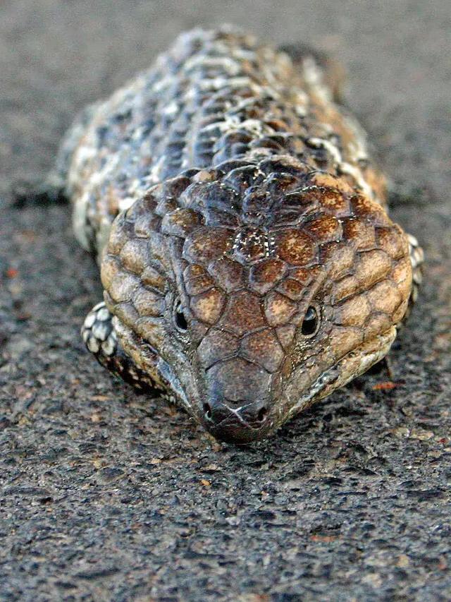 全身每个部位都没有肉,全身上下什么都没有就是肚皮疼