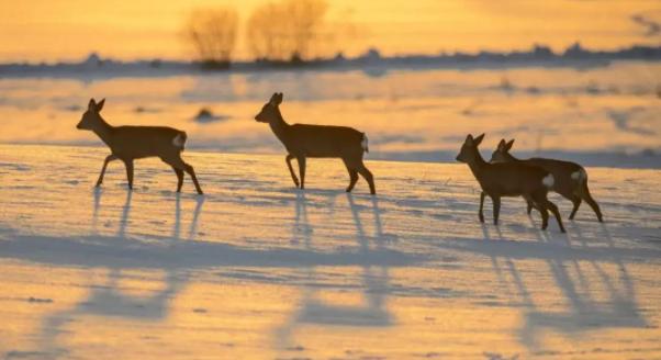 为什么说傻狍子是东北第一大神兽,中国第一神兽傻狍子到底有多傻