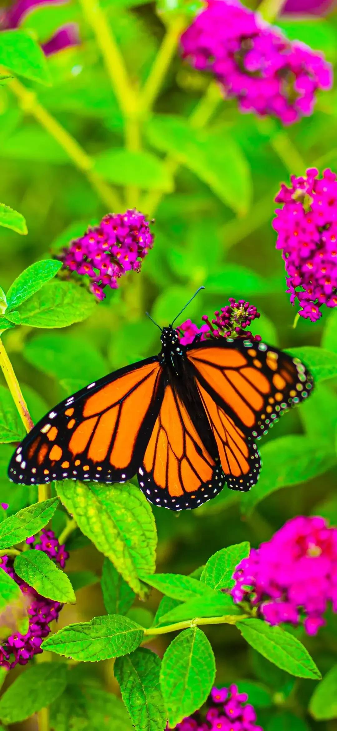 歼20高清壁纸4k全屏无水印,精选壁纸高清无水印高级感