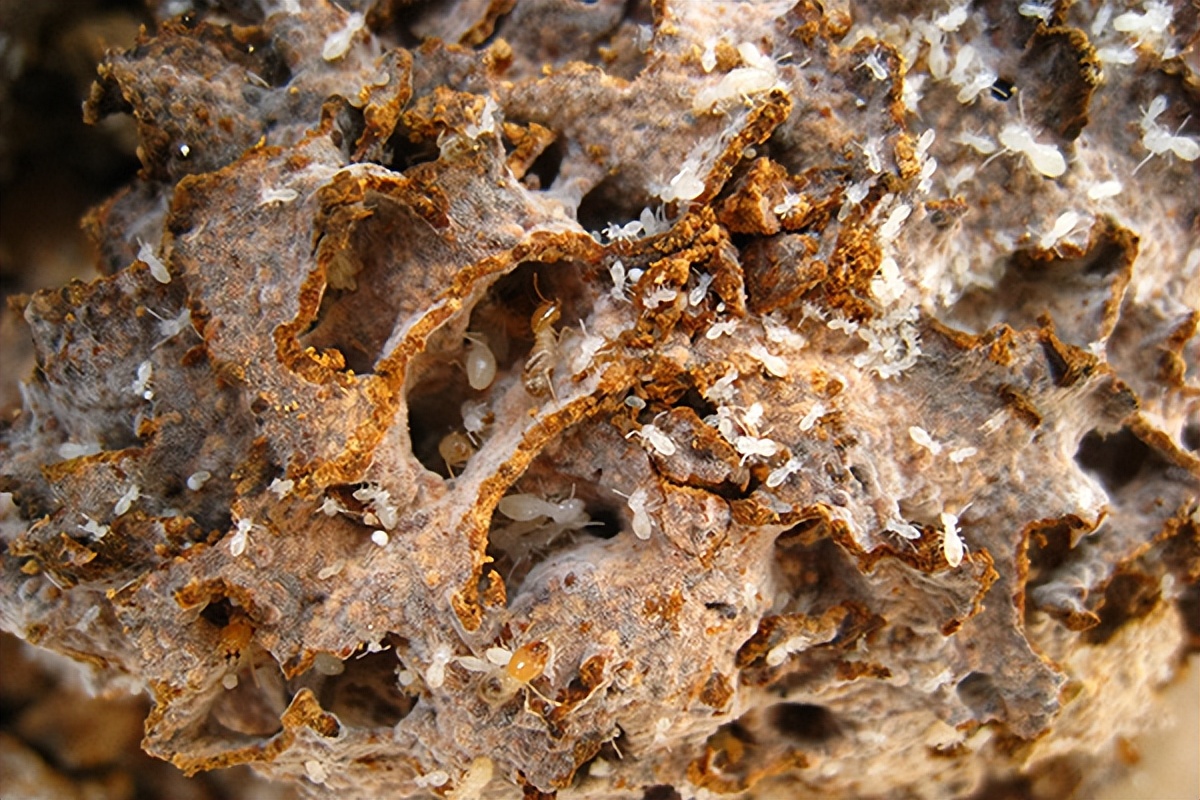 白蚁爆发期怎么防治,白蚁是不是发现几只就要马上治